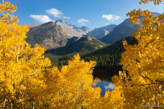 Between the Glowing Aspens