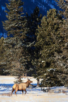 Winter Elk