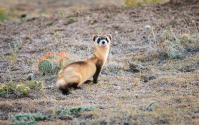 Black Footed Ferret