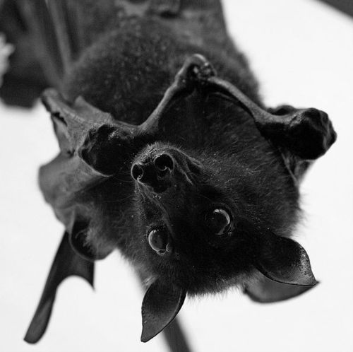 black bat by vampirebat523 black bat by vampirebat523