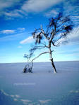 Blue winterdream by Pinguinlady