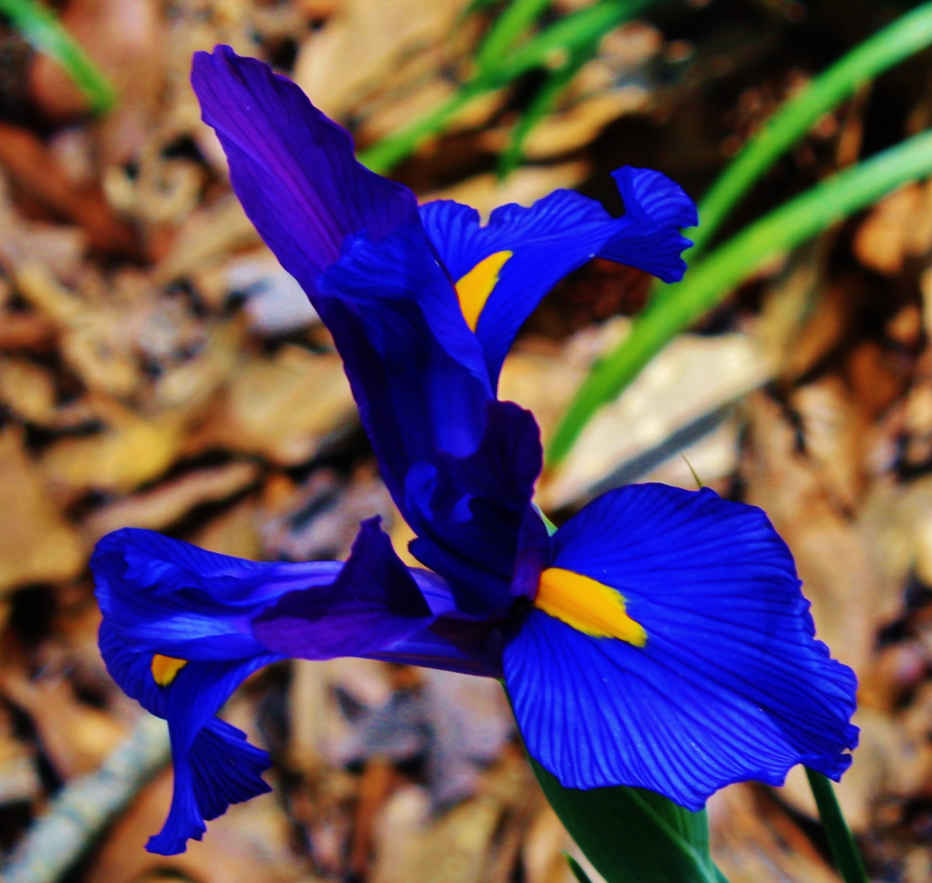 Blue flower