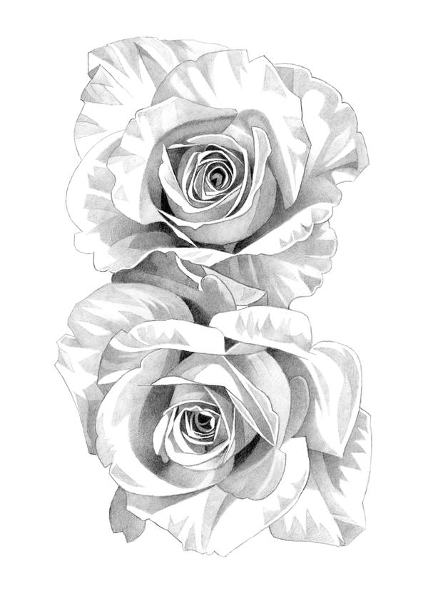 Two Roses Drawing Pencil Roses Pencil Drawing by MatthewHackArt on DeviantArt