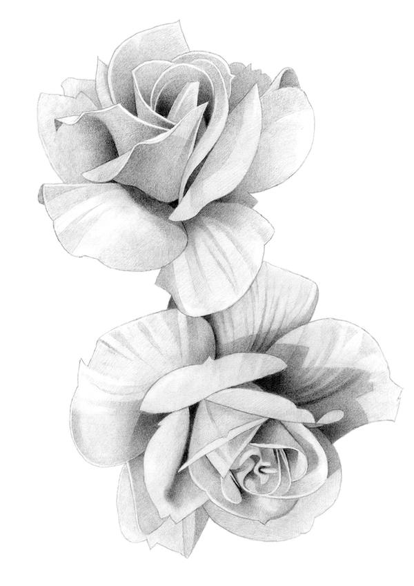 Two Roses Drawing Pencil Roses Pencil Drawing by MatthewHackArt on DeviantArt