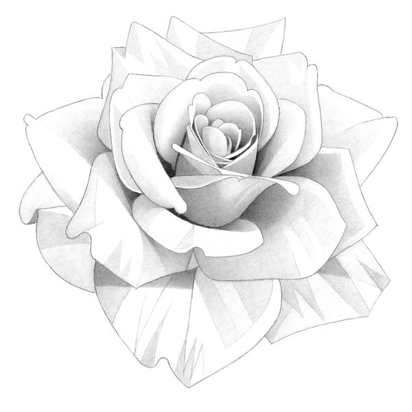 Rose Pencil Drawing by MatthewHackArt on DeviantArt