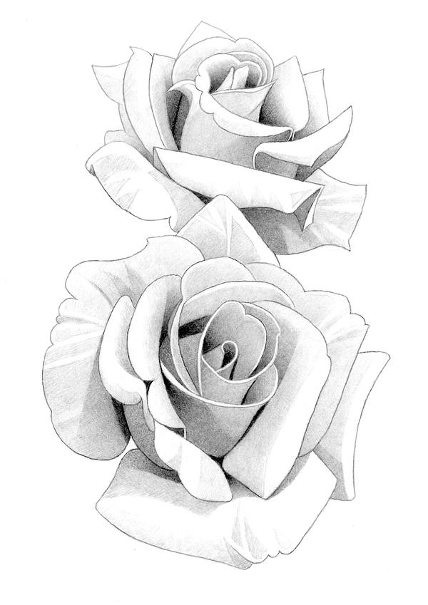 All Roses Drawing Roses Pencil Drawing by MatthewHackArt on DeviantArt