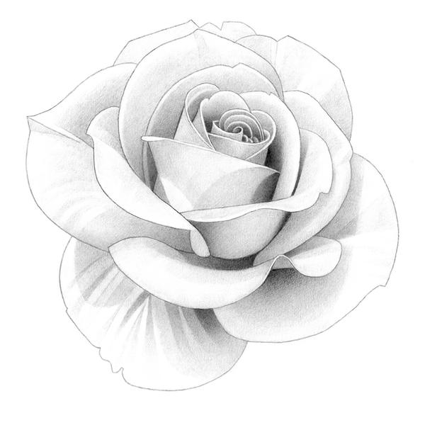Rose Pencil Drawing By MatthewHackArt On DeviantArt rose-pencil-drawing-by-matthewhackart-on-deviantart