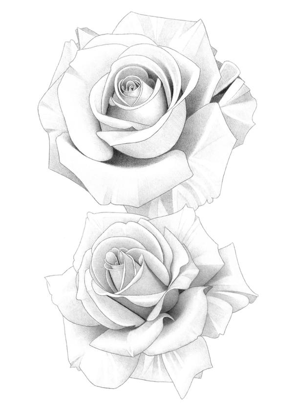 Two Roses Drawing Pencil Roses Pencil Drawing by MatthewHackArt on DeviantArt