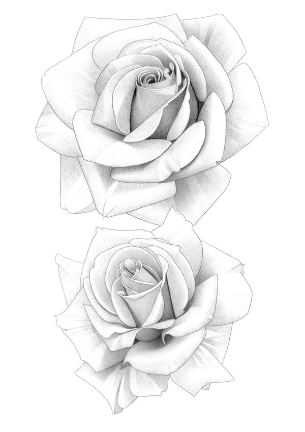 People Drawing Roses Roses Pencil Drawing by MatthewHackArt on DeviantArt