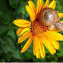Snail from yellow flower