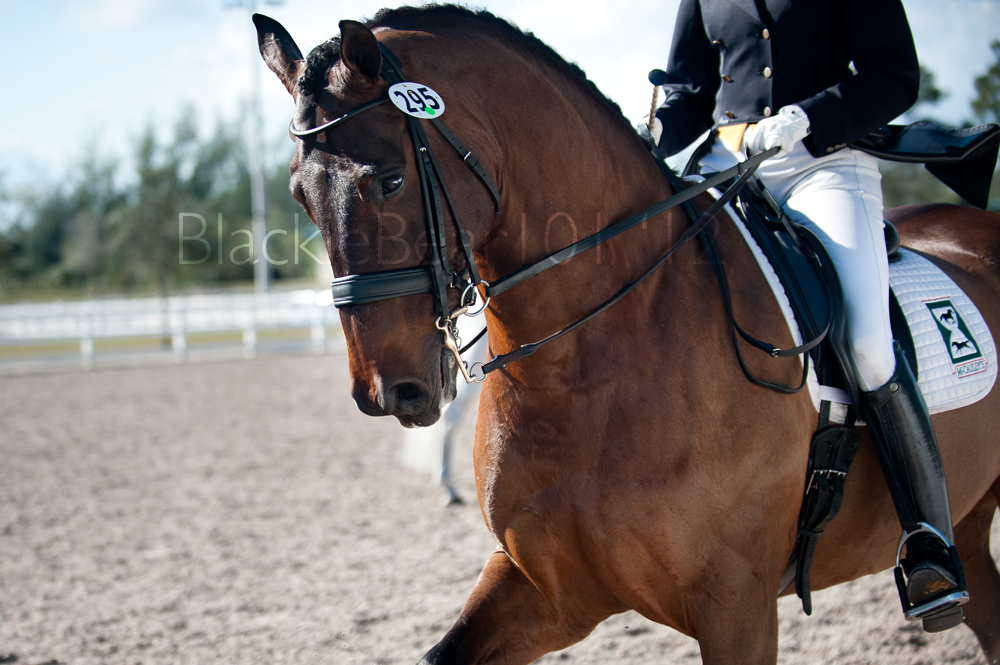 Dressage: Up Close and Personal