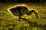 Just goosey by Antram444