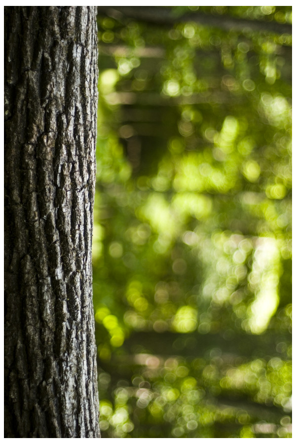 Vertical Forest