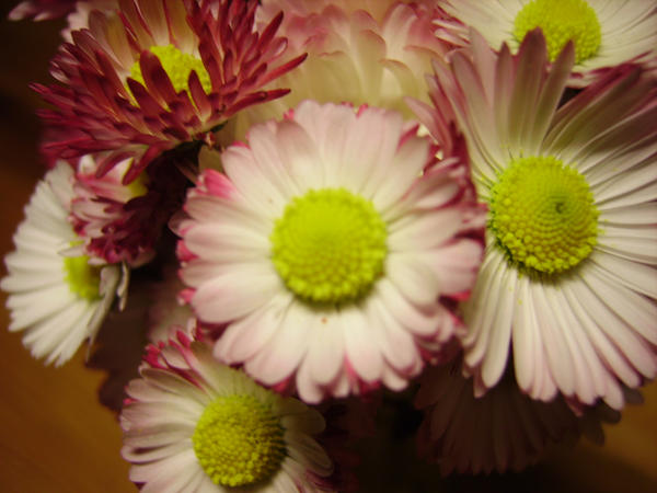 Deep Raspberry Daisies Daisies by Blackberry001 on DeviantArt