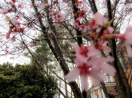 The trees are blooming