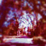 Is it a Dream