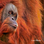 Orang HDR by LuisAlbano