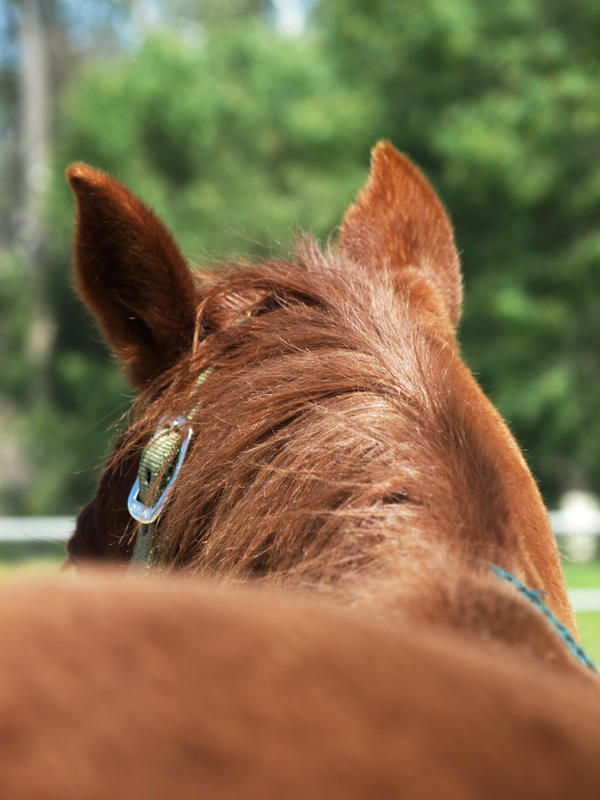 Rocket's Red Rump by Sheepsaymoo on DeviantArt