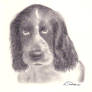 Doggy Spaniel