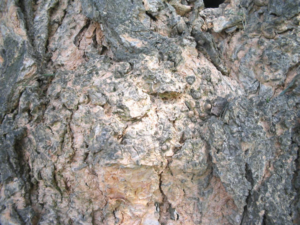 Mulberry Bark 02