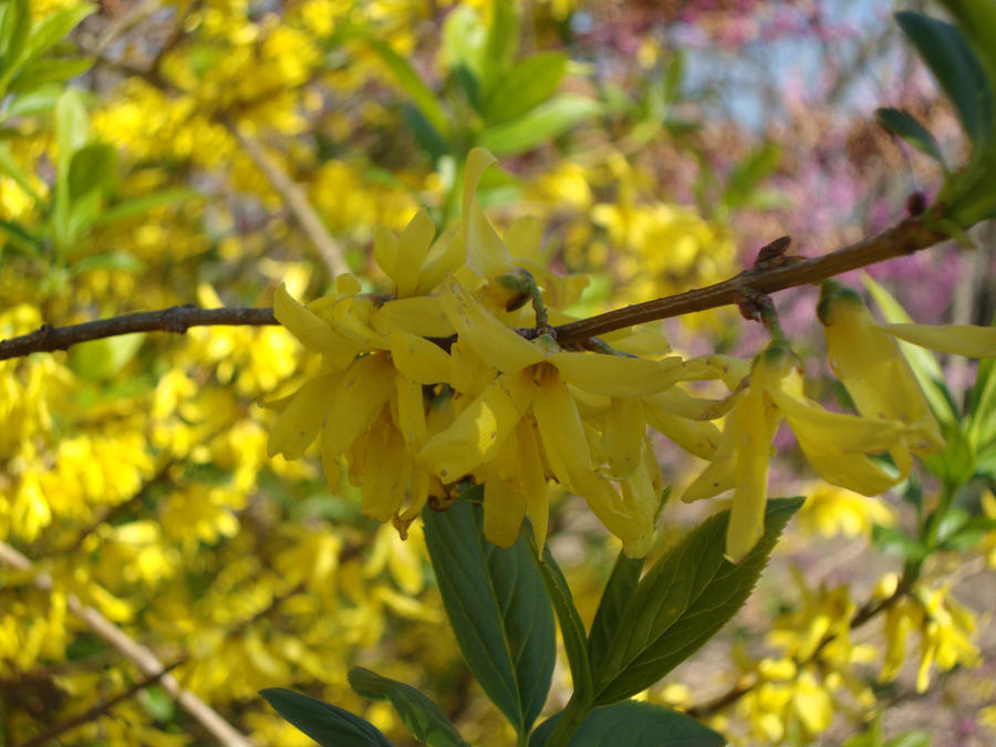 Simplot Flowers Simple by flowers2015 on DeviantArt