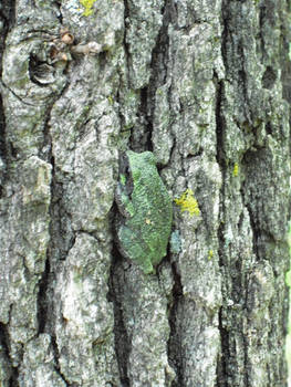 Find The Tree Frog