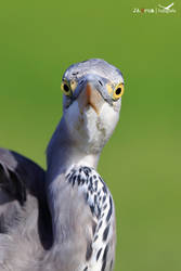 Ardea cinerea