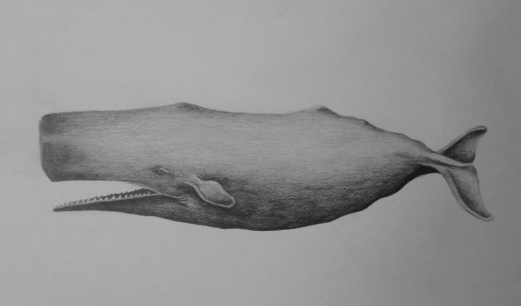 Sperm Whale