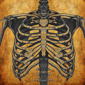Explore the Best Rib Art | DeviantArt