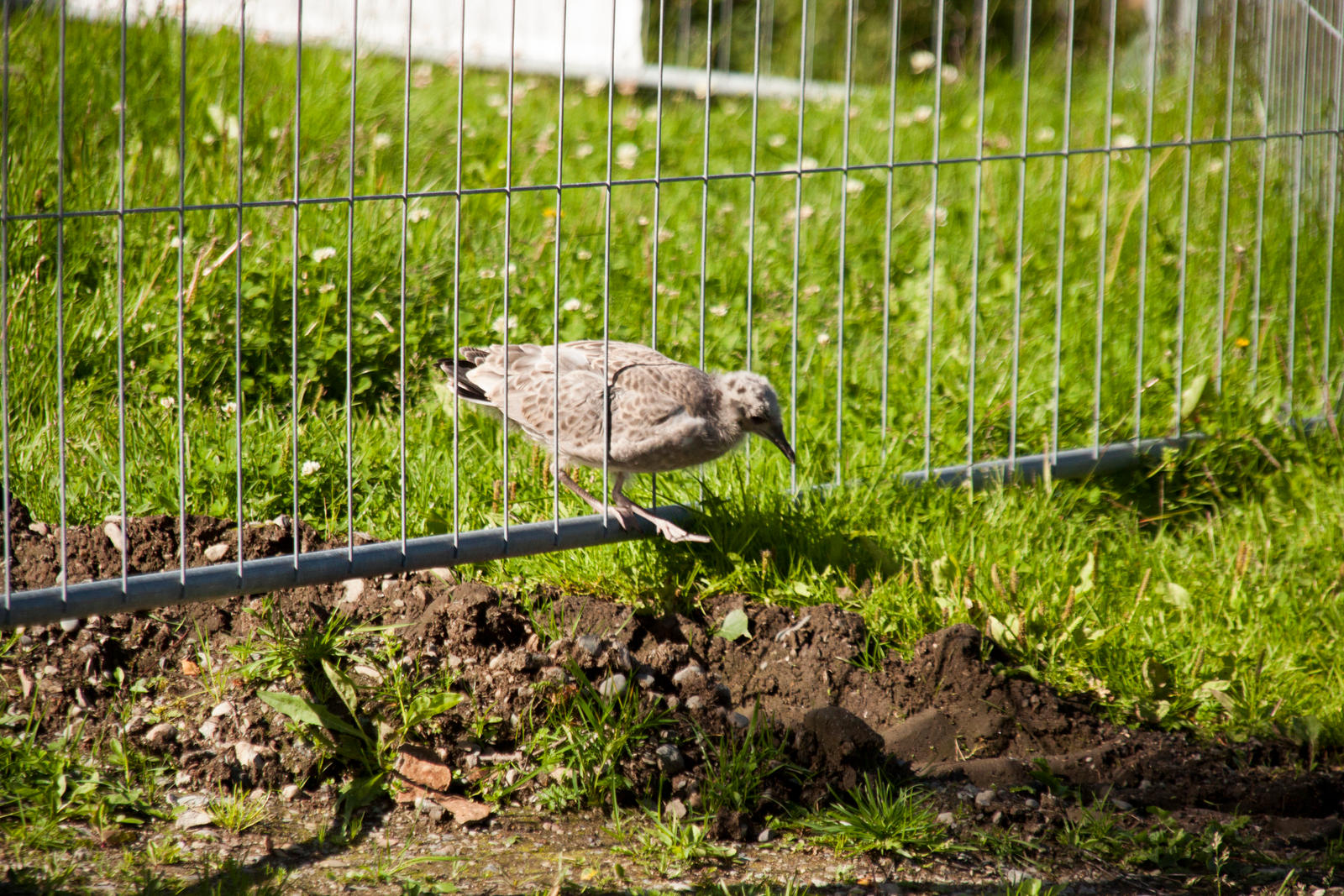 Young Gull by Datasmurf