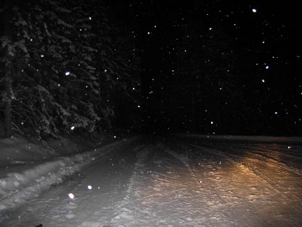 Winterforest by night