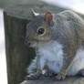 Fat squirrel II
