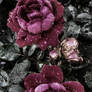 Burdened Roses