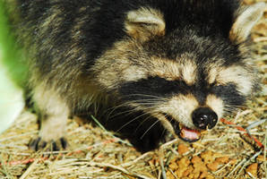 Raccoon