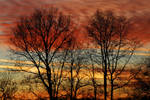 Trees in sunset