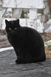 black cat sitting