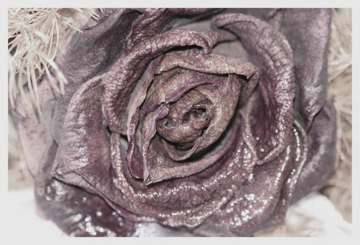 frozen rose