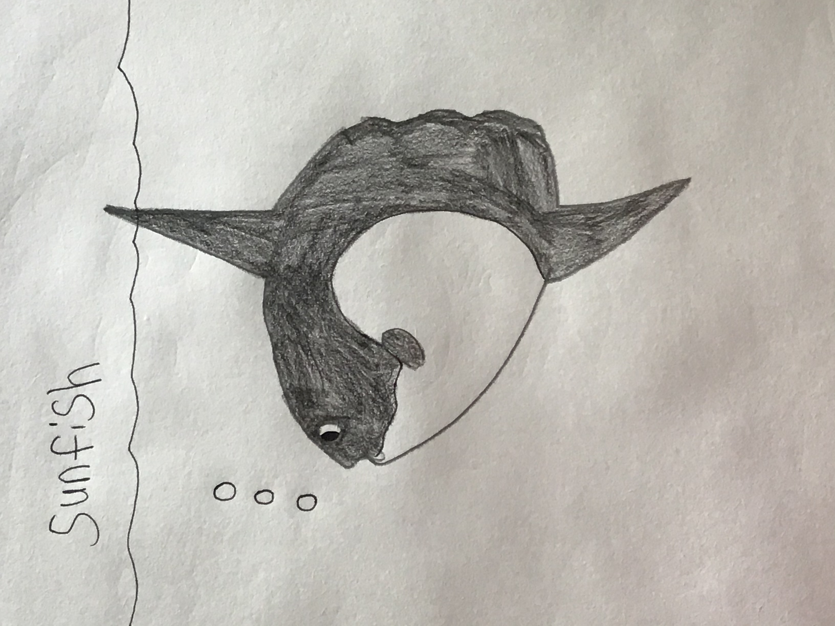 Sunfish drawing by Zelink-Gamer on DeviantArt
