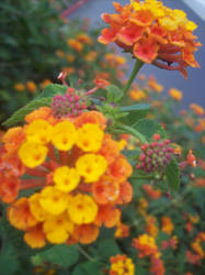 Orange Flowers