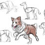 Dog - studies