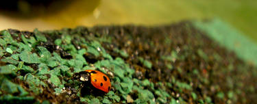 ladybug