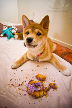 Shiba inu and a donut