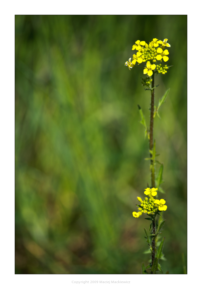 Yellow in the sea of green