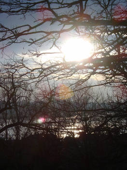 Trees, sun, sky and river