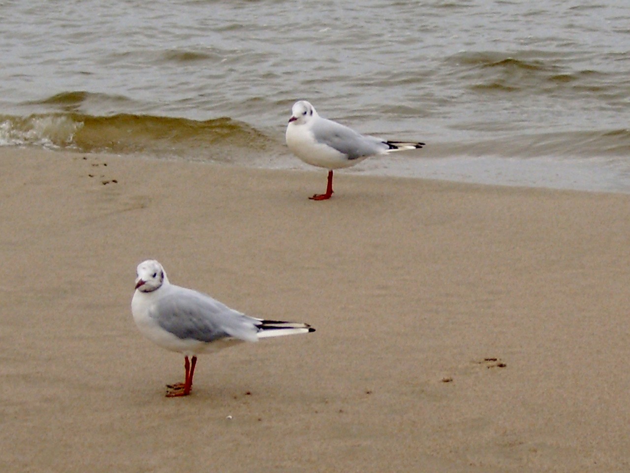 Sea mews