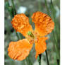 Papaver atlanticum