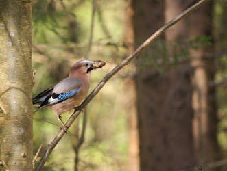 Jay - Garrulus glandarius