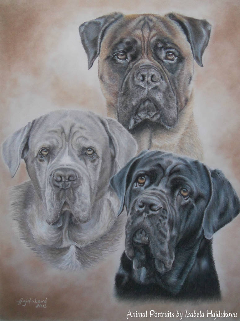 Cane Corso And Bullmastiff By Izabela79 On Deviantart
