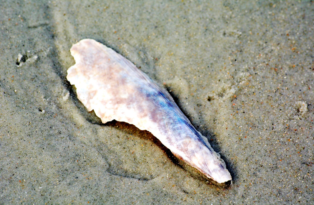 Magical Shell by WhiteStudios on DeviantArt