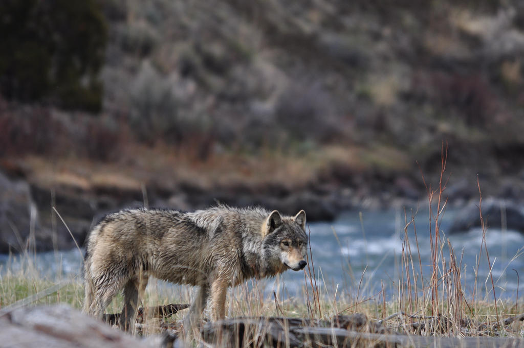 Grey-wolf-wildlife-yellowstone-national-park by black-rose-red